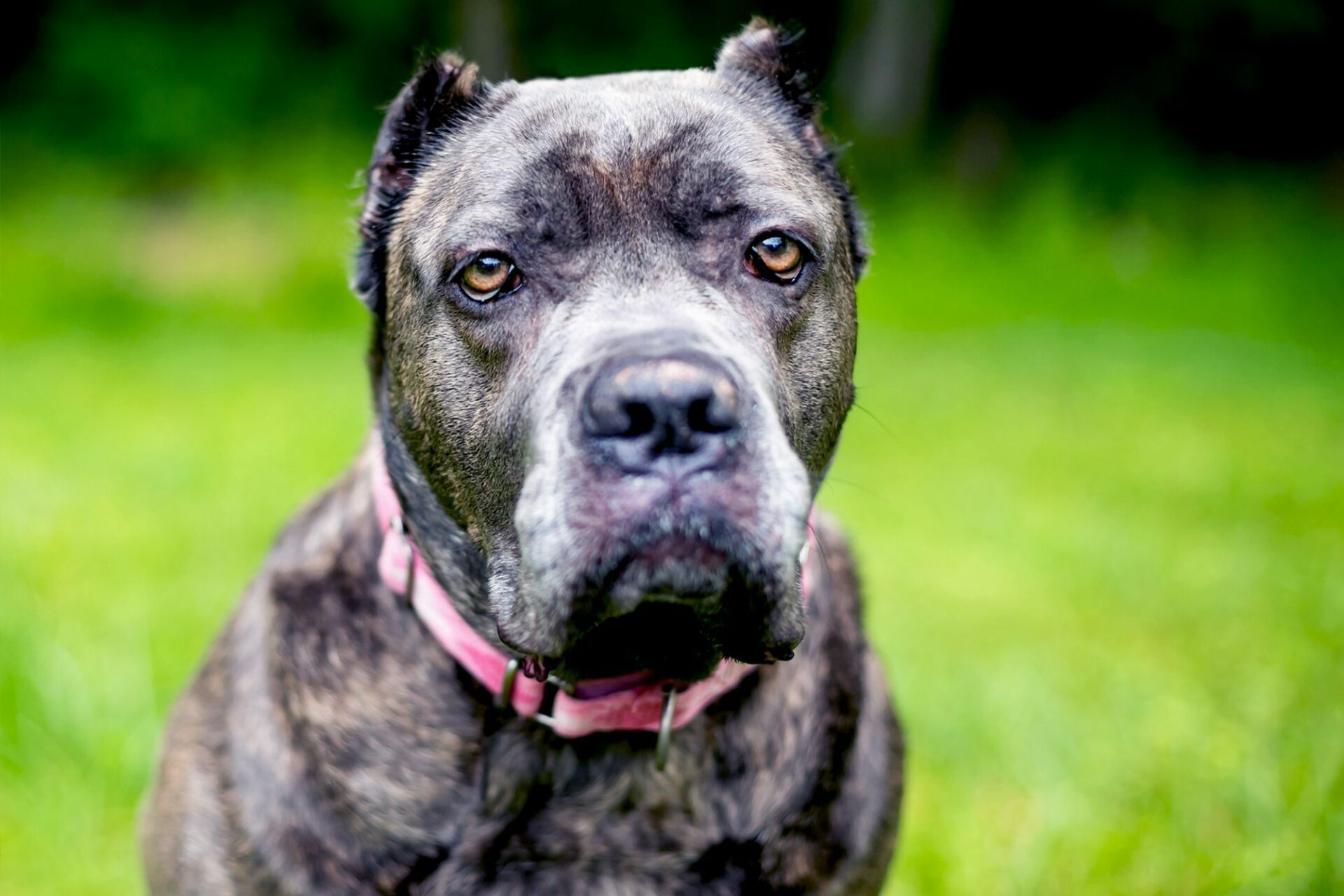 How Much Does A Cane Corso Cost? Price of Cane Corso by State - DogForms