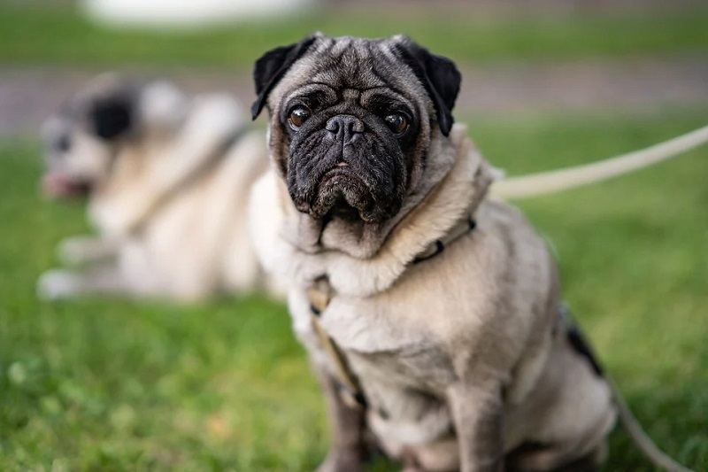 pug-outdoor