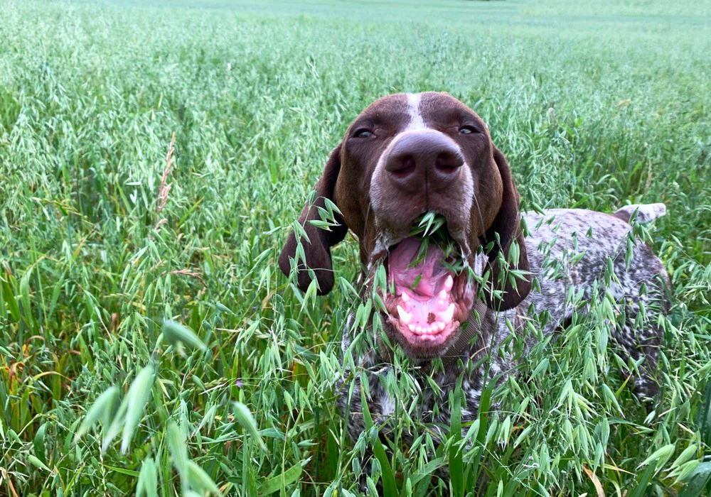 Dogs Eat Grass But Why DogForms   Shutterstock 1451549879 1000x.webp