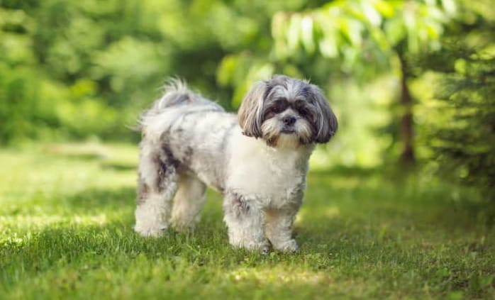 Facts About 8 Distinct Breeds Of Shih Tzu - DogForms