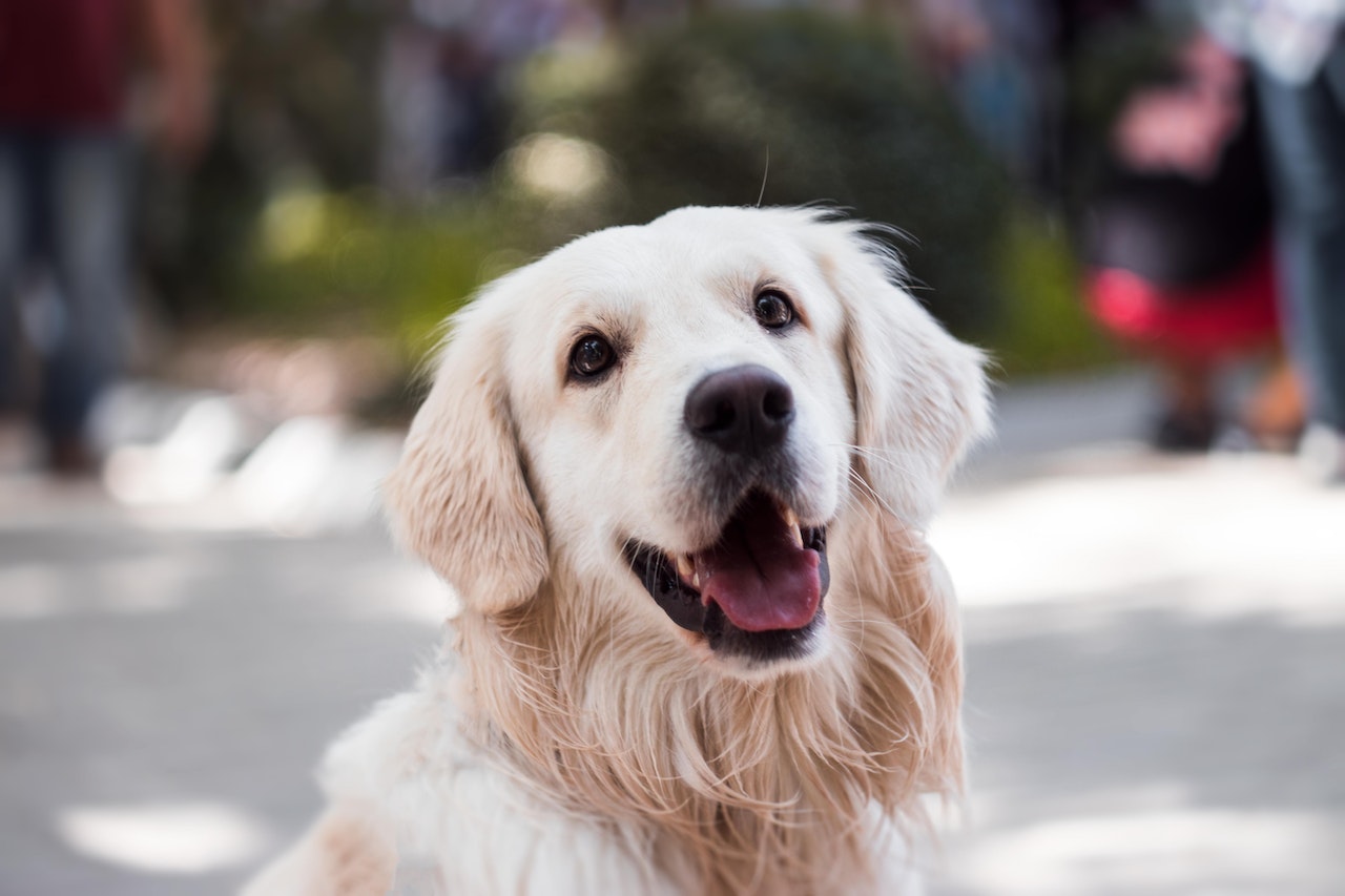 Why Do My Golden Retrievers Drool? How To Help Them? DogForms