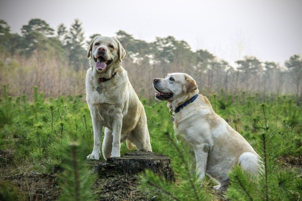 The Detailed Labrador Retriever Growth Chart That You Should Follow