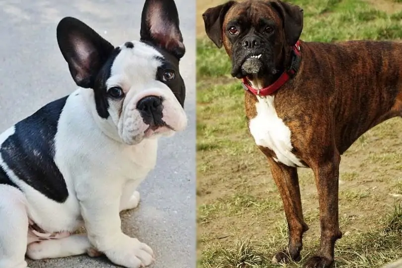 Mini Boxer Dog Information, Temperament, and Characteristics - DogForms