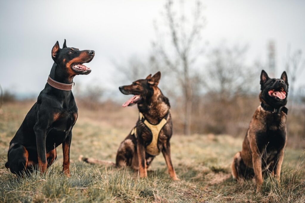 Are You Confused About Doberman vs. Doberman Pinscher - DogForms