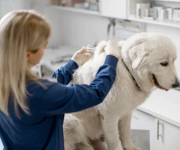Get your dog vaccinated to prevent rabies in dogs